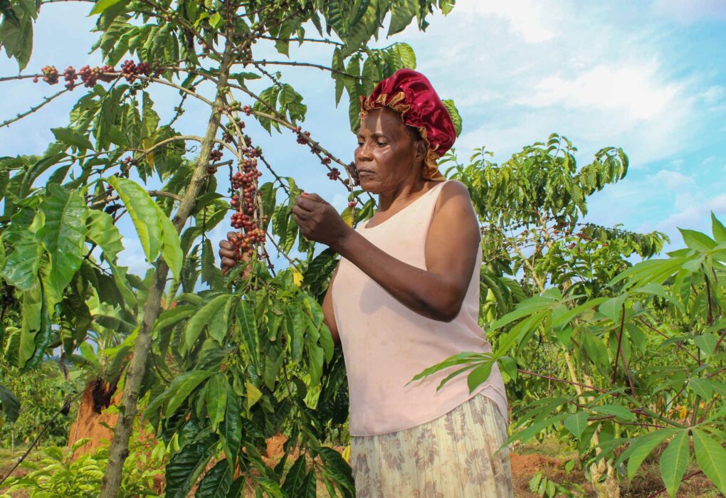 Uganda’s coffee sector is in crisis, but it doesn’t have to be